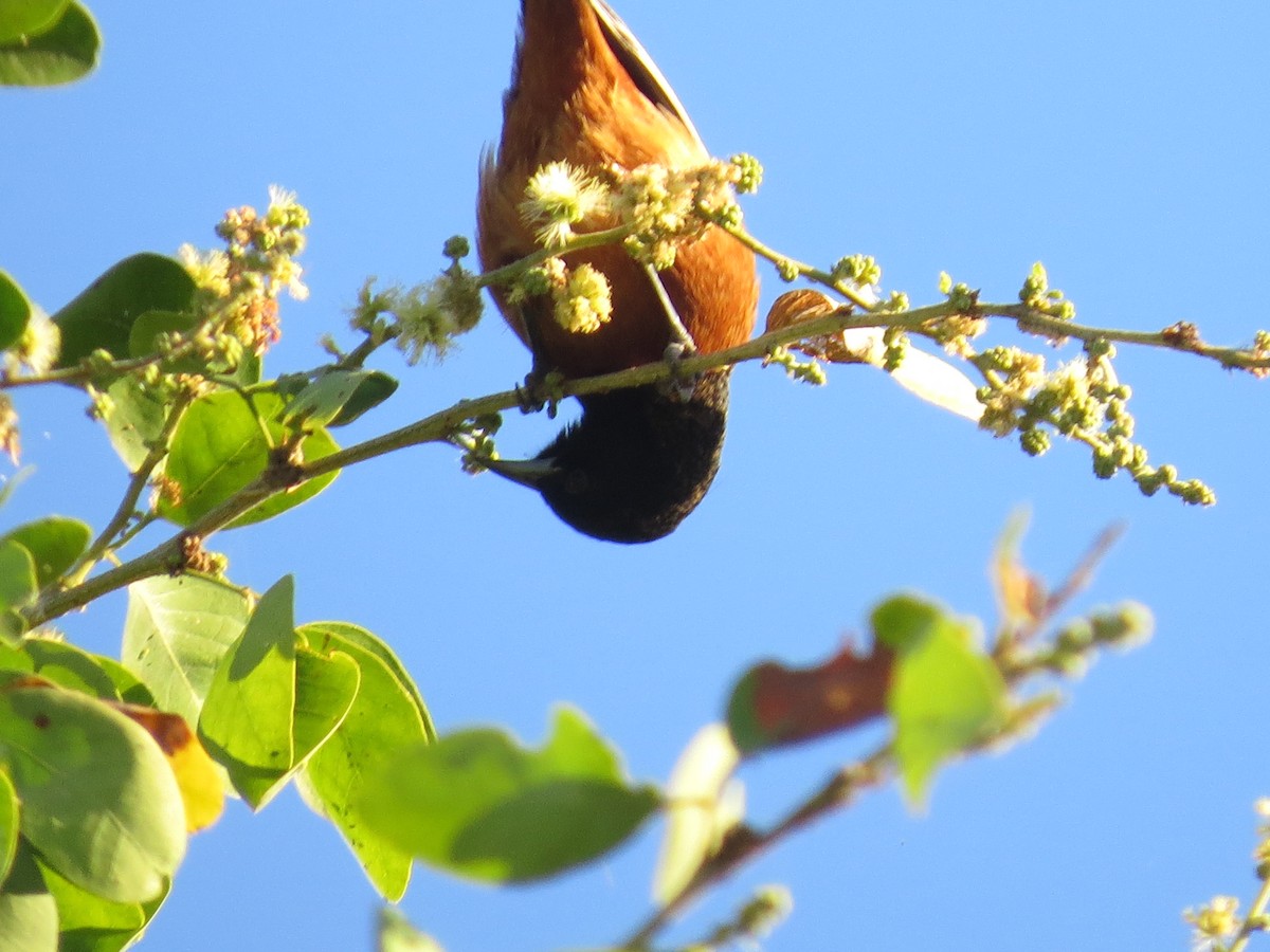 Orchard Oriole - ML647187207