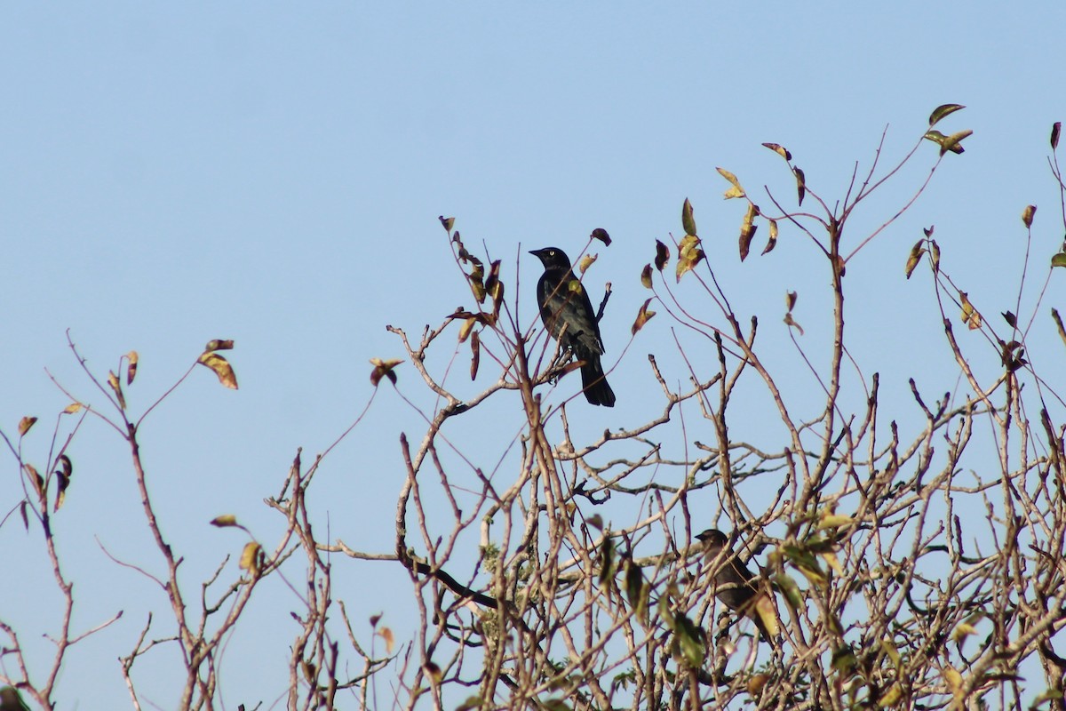 Brewer Karatavuğu - ML647187208