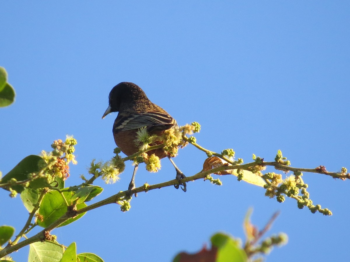 Orchard Oriole - ML647187209