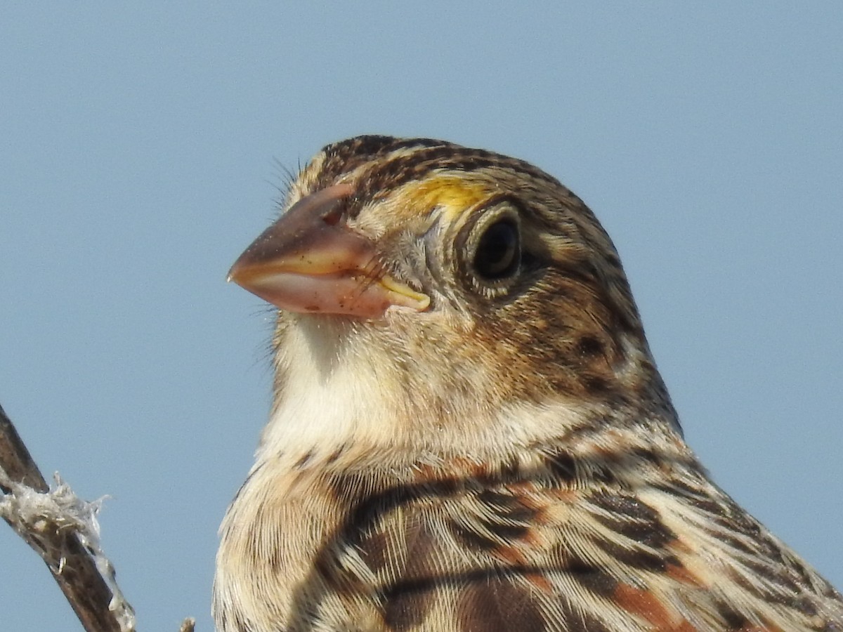 Grasshopper Sparrow - ML64718721