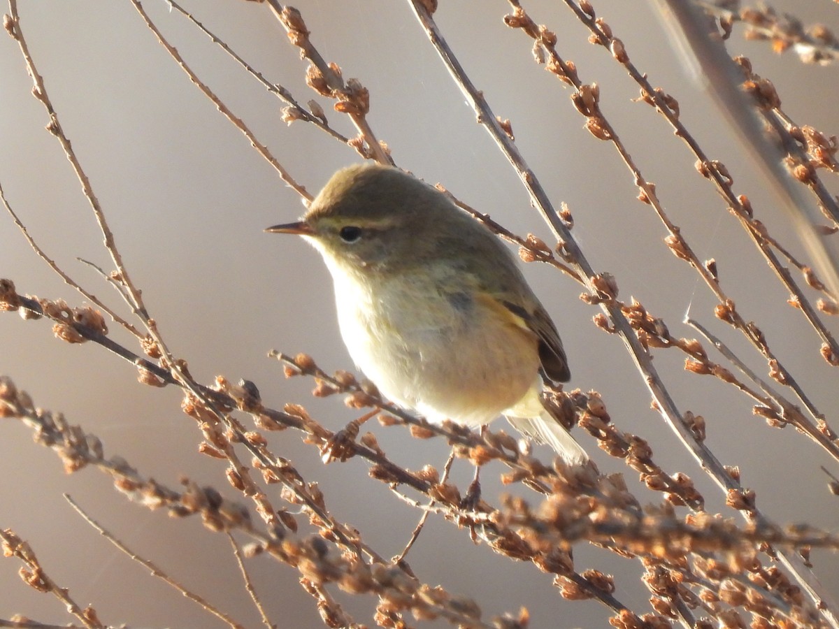 Пеночка-теньковка - ML647187210