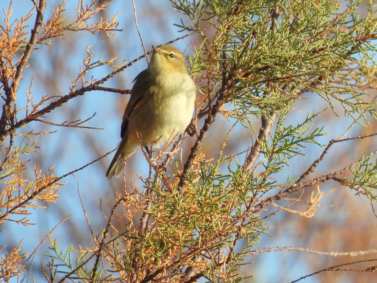 Пеночка-теньковка - ML647187217