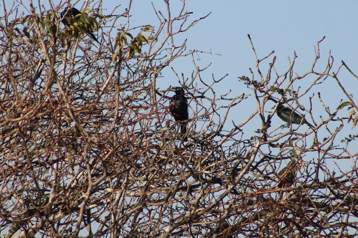 Brewer Karatavuğu - ML647187219