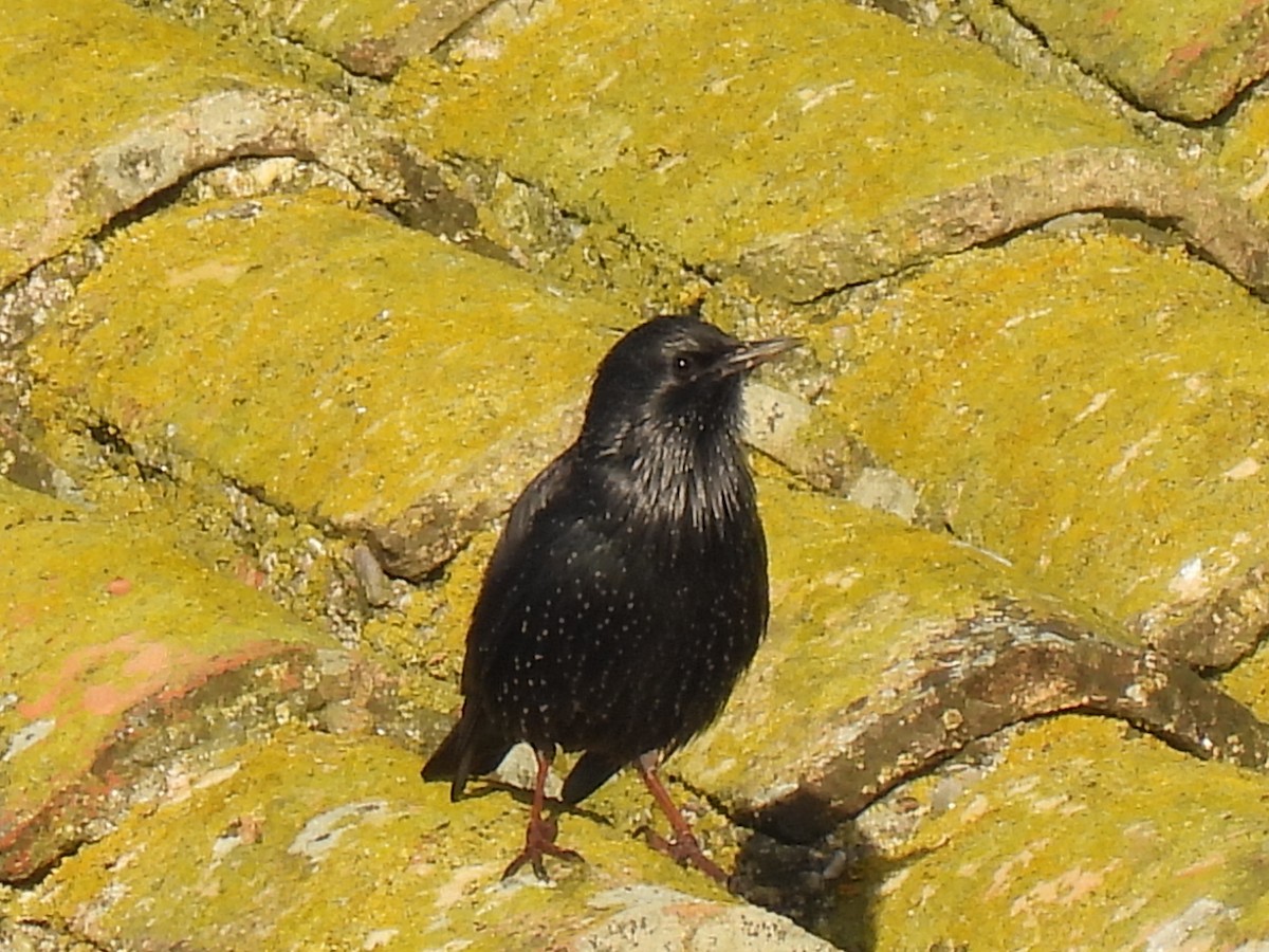 Étourneau unicolore - ML647187232