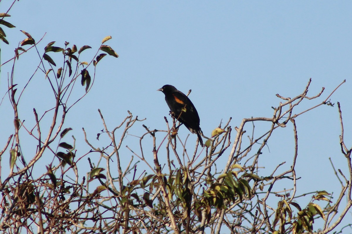 Красноплечий трупиал - ML647187244