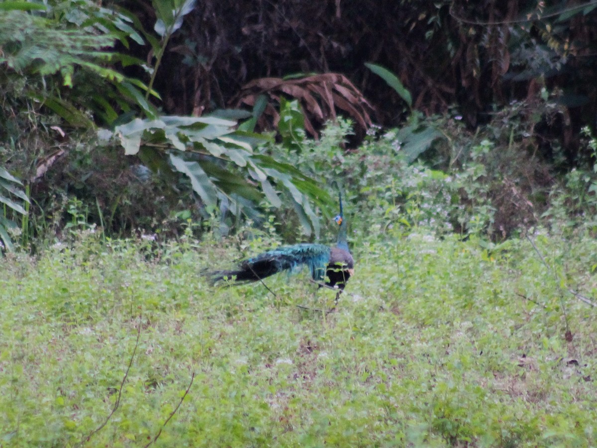 Green Peafowl - ML647187248