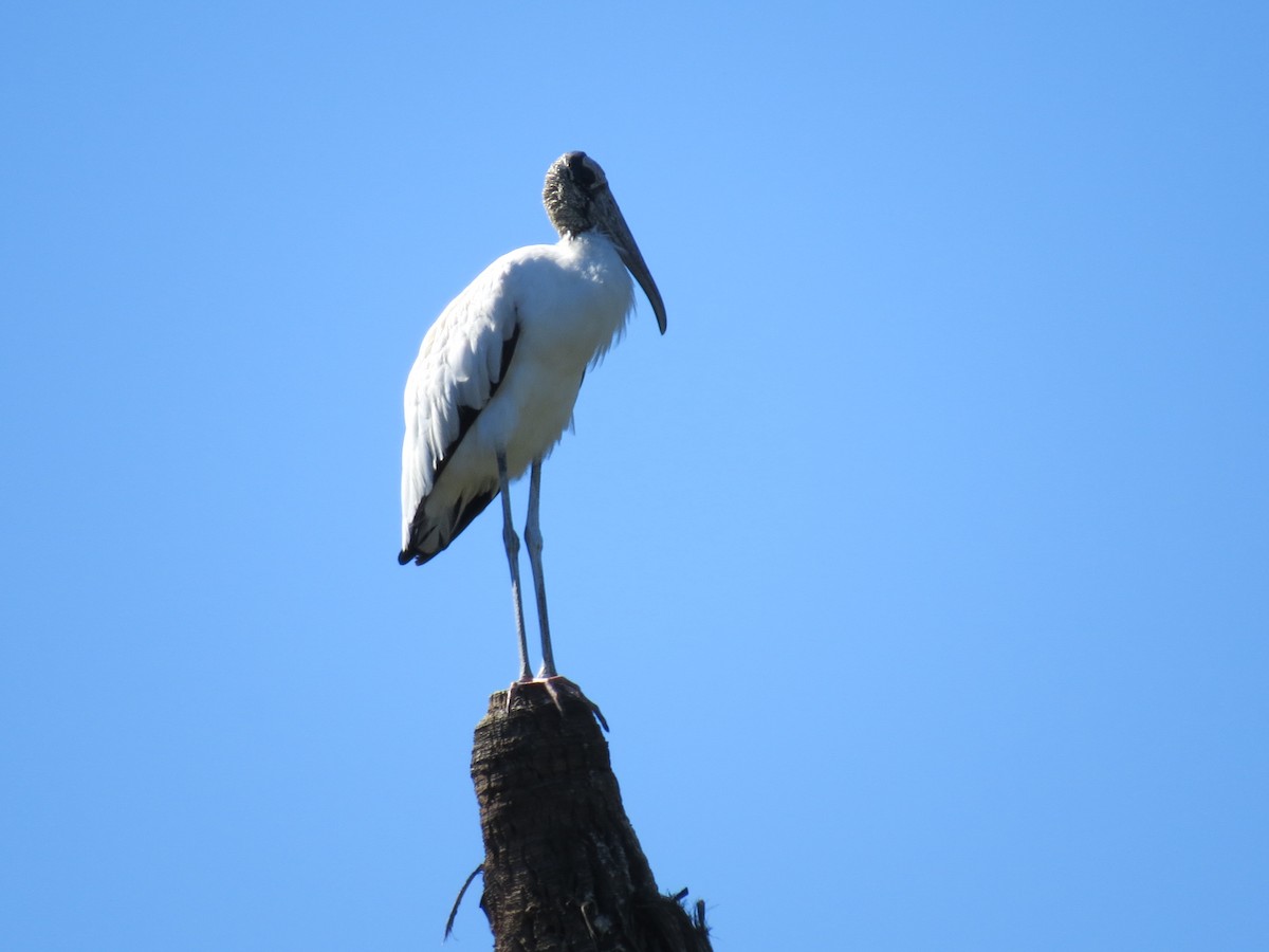 Wood Stork - ML647187249