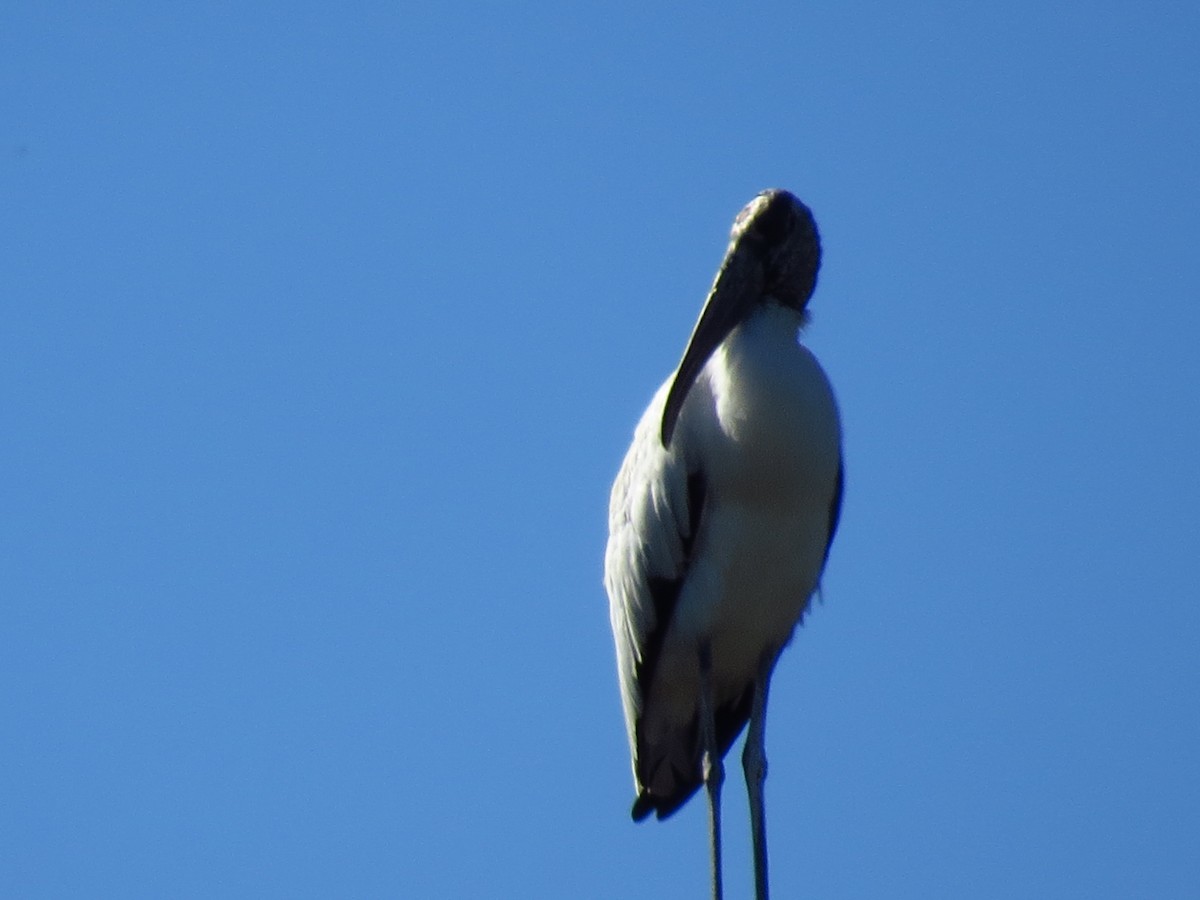 Wood Stork - ML647187257