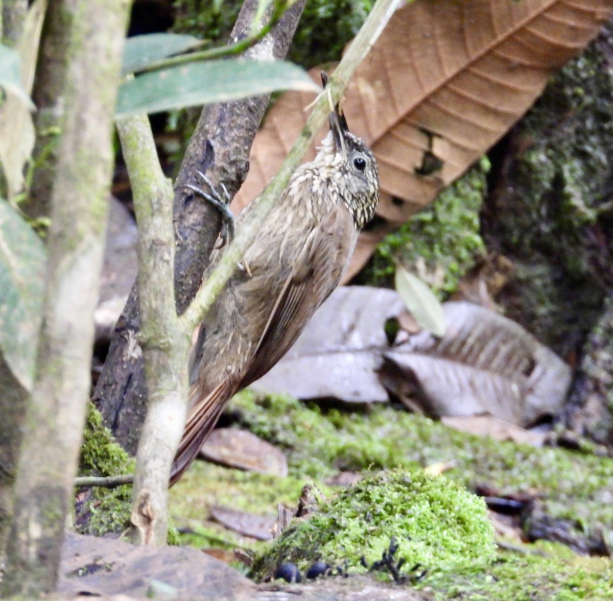 Cocoa Woodcreeper - ML647187258