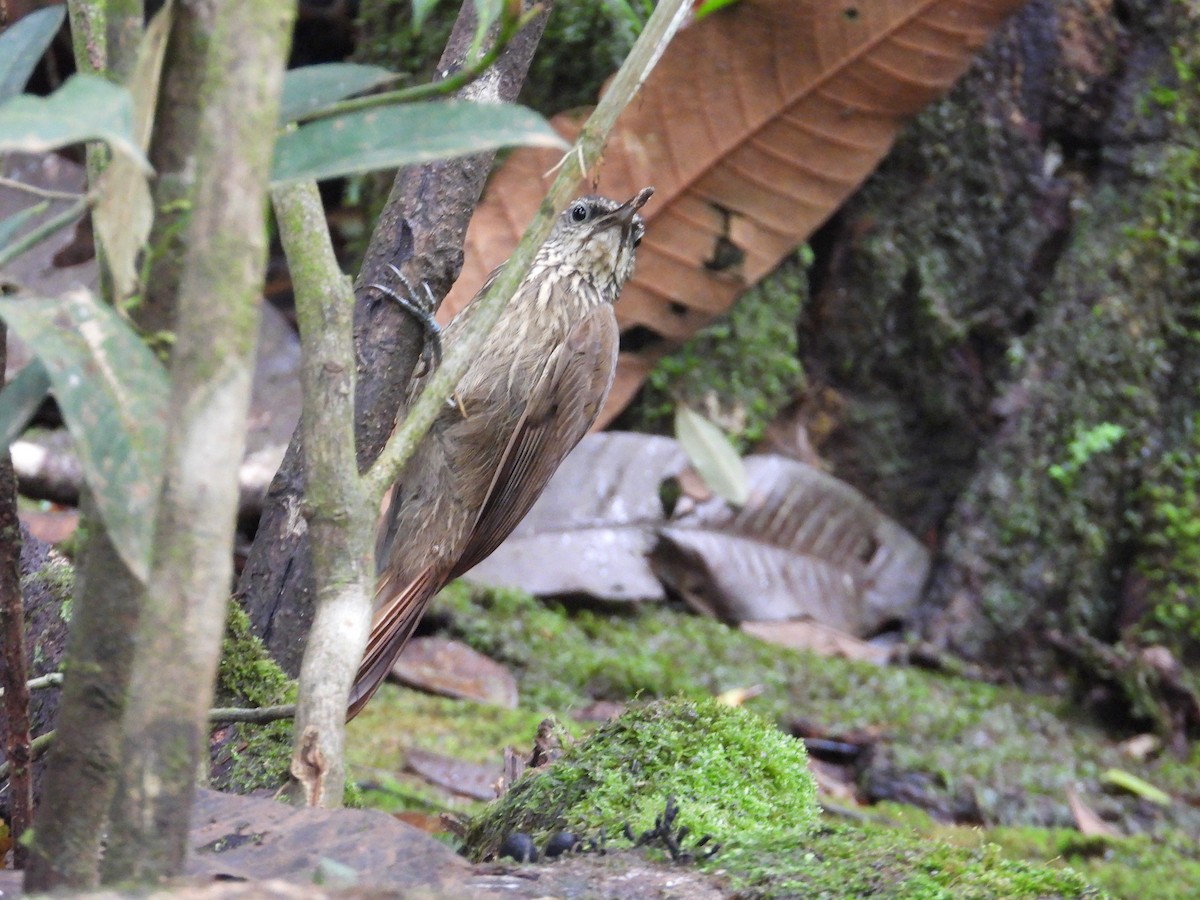 Cocoa Woodcreeper - ML647187259