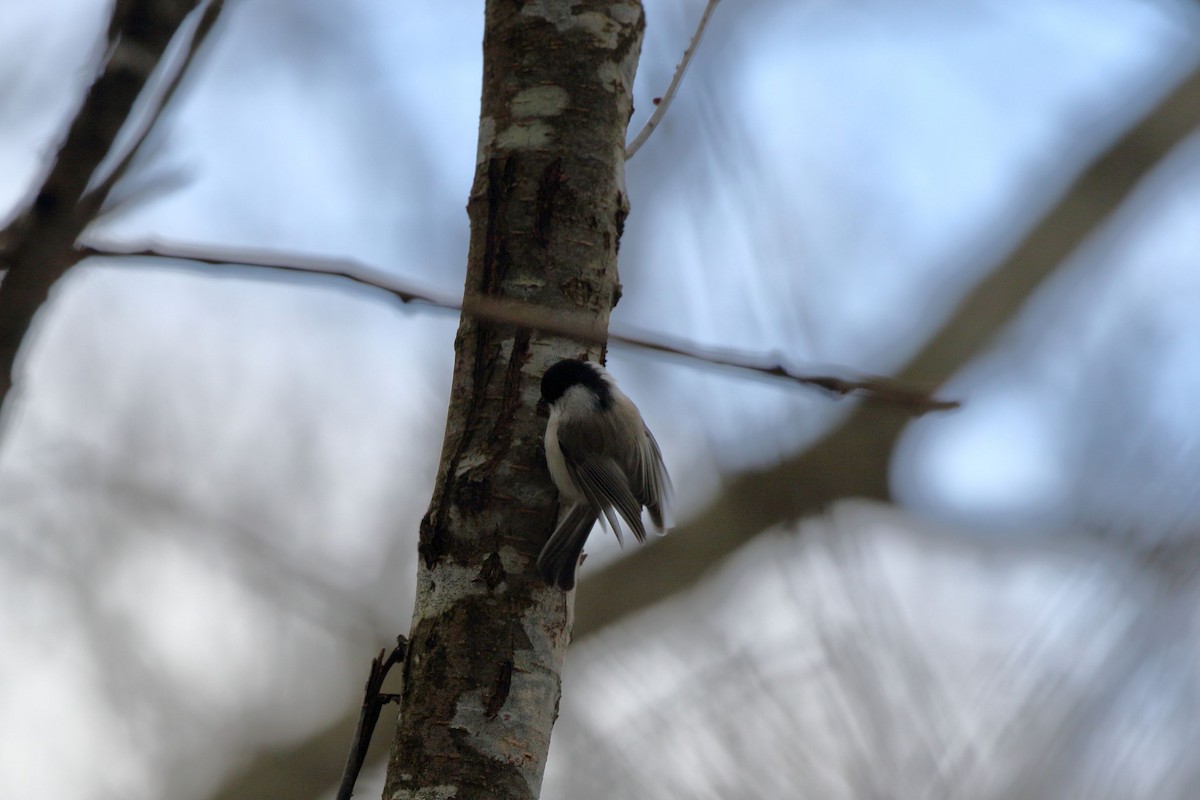 granmeis - ML647187263