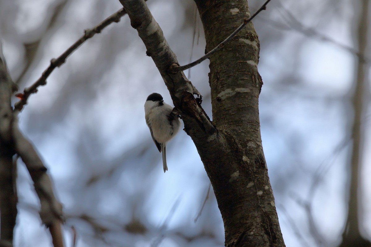 granmeis - ML647187264