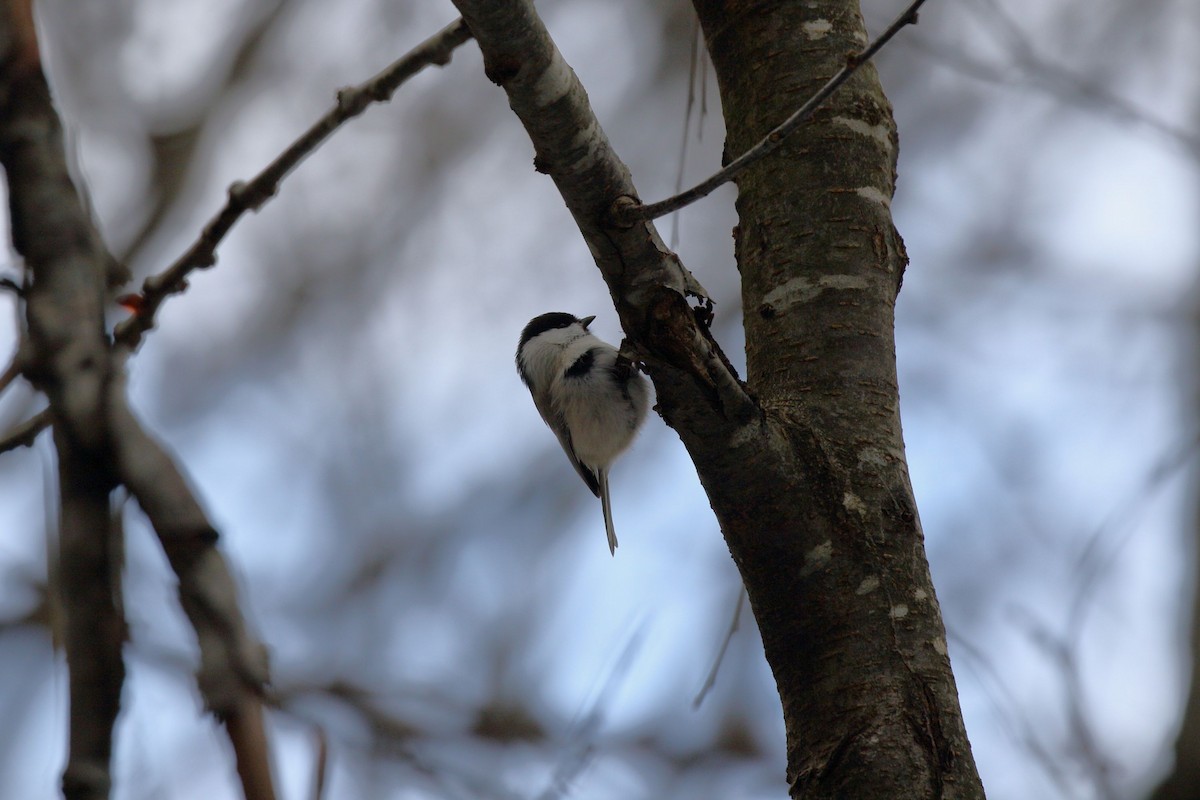 granmeis - ML647187265