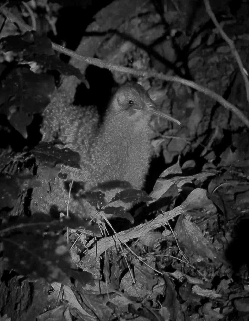 Ківі малий - ML647187269