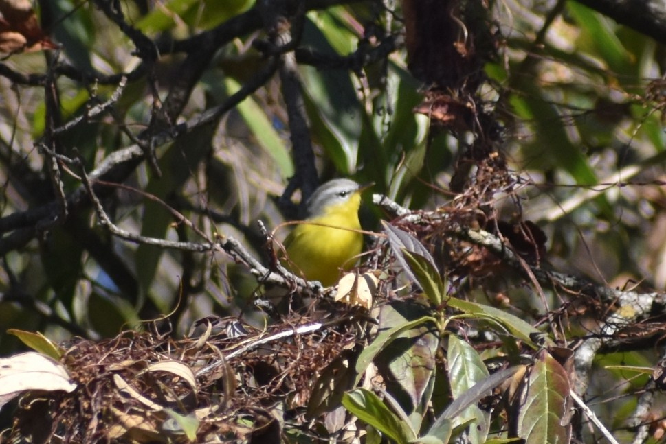 Gray-hooded Warbler - ML647187293