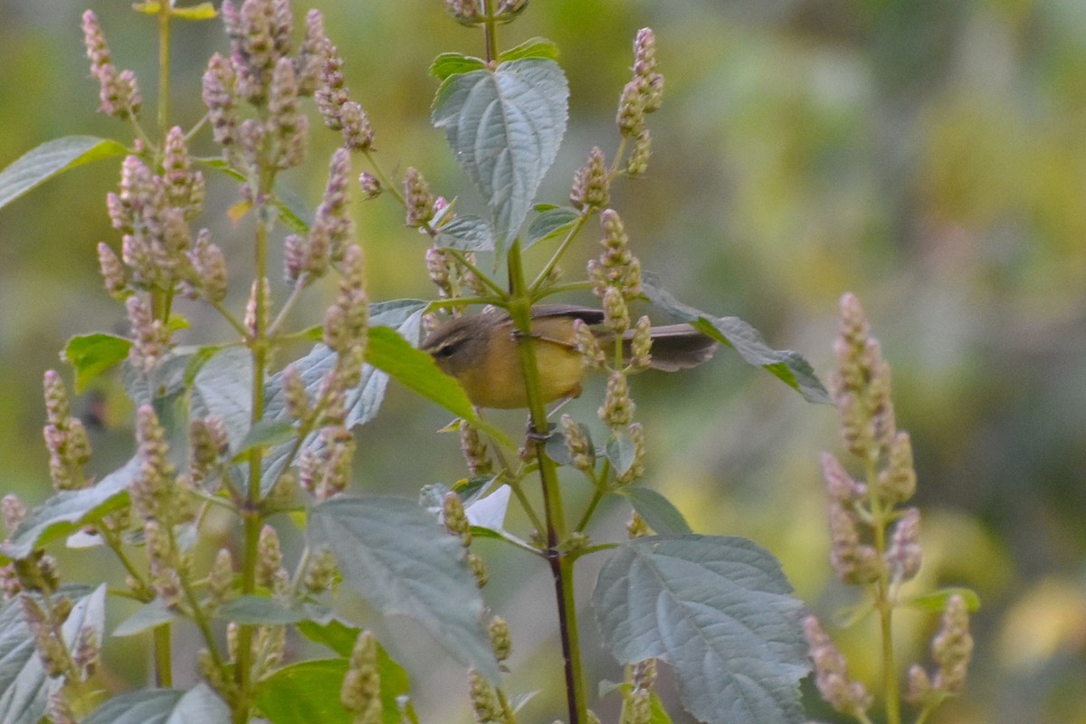 Aberrant Bush Warbler - ML647187303