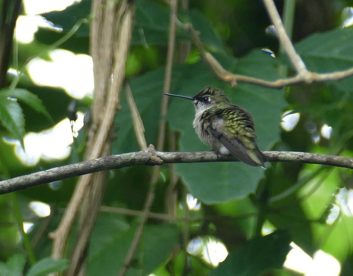 Колібрі рубіновогорлий - ML647187305