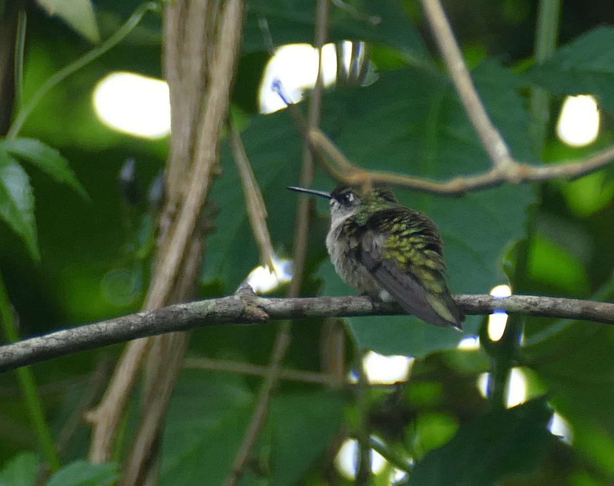 Колібрі рубіновогорлий - ML647187306