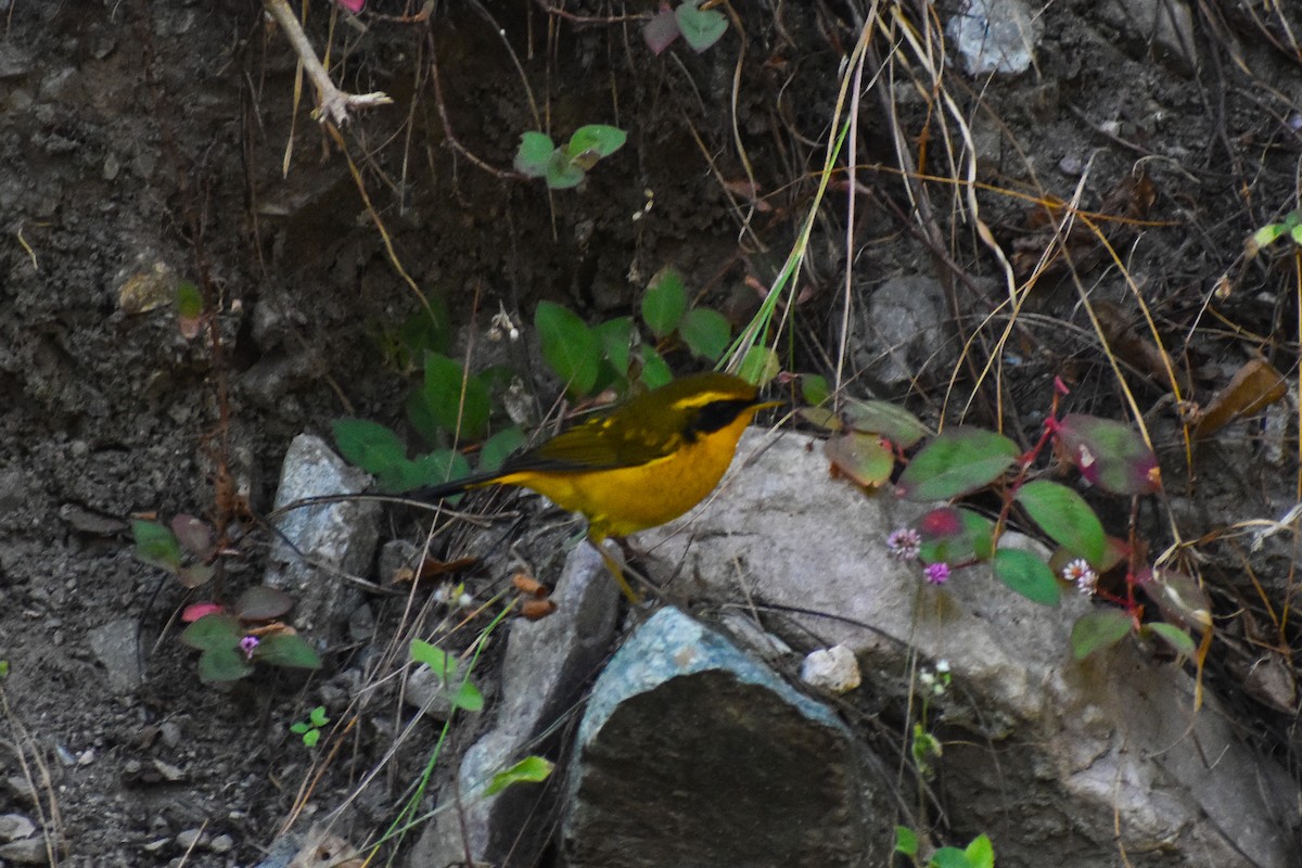 Golden Bush-Robin - ML647187321