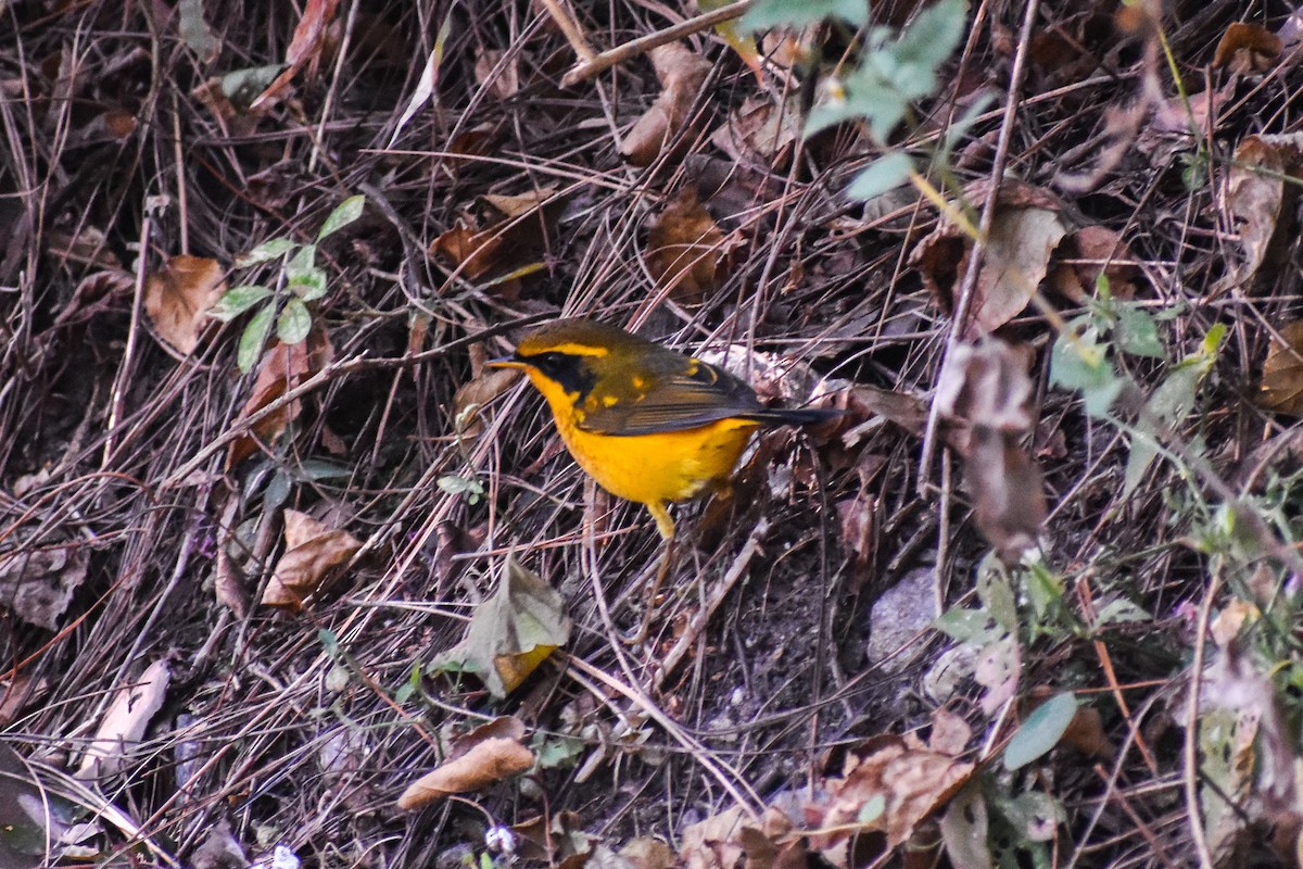 Golden Bush-Robin - ML647187322