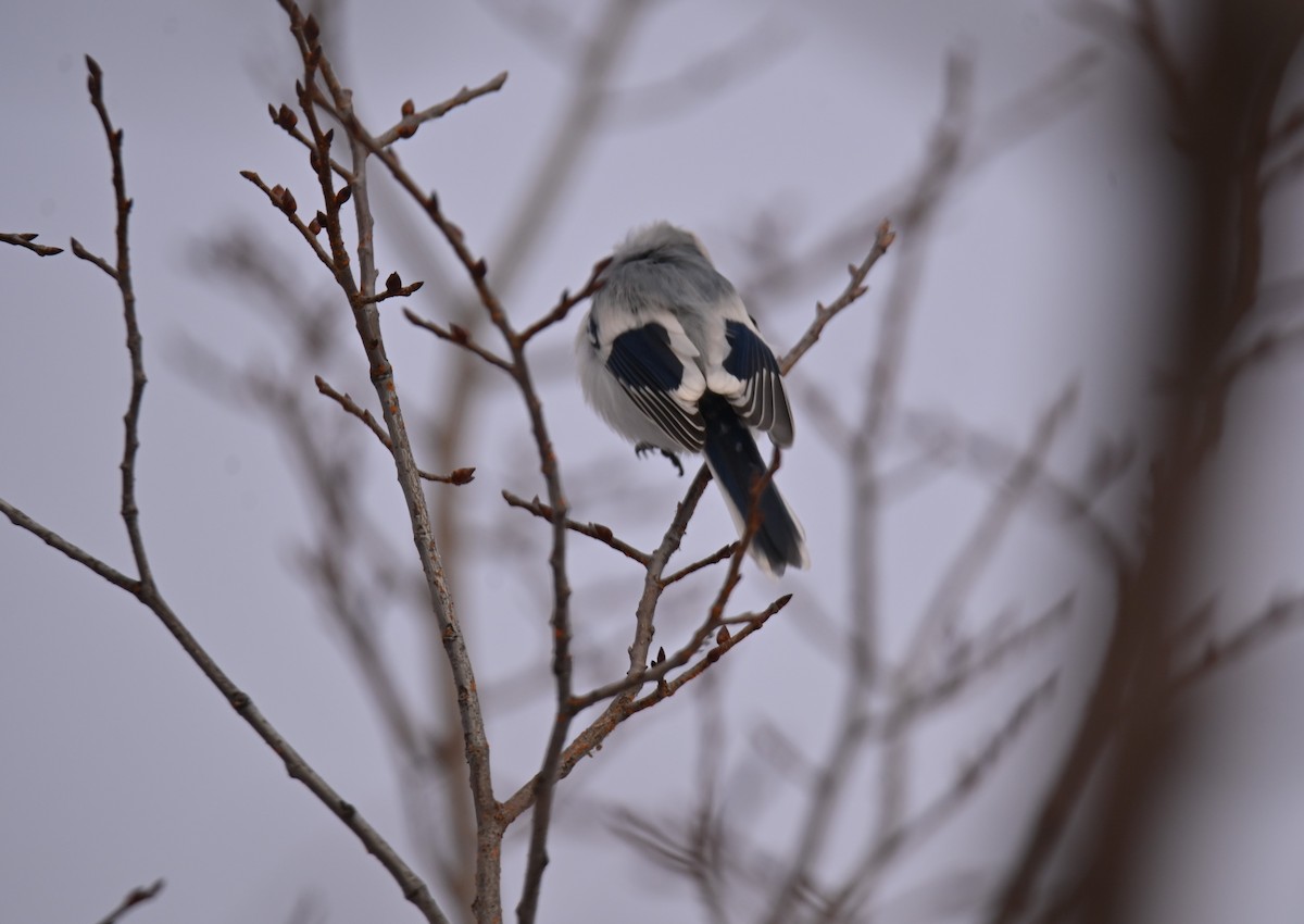 Azure Tit - ML647187326