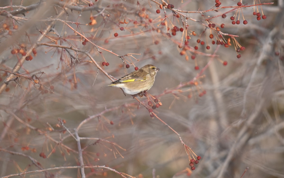 European Greenfinch - ML647187339