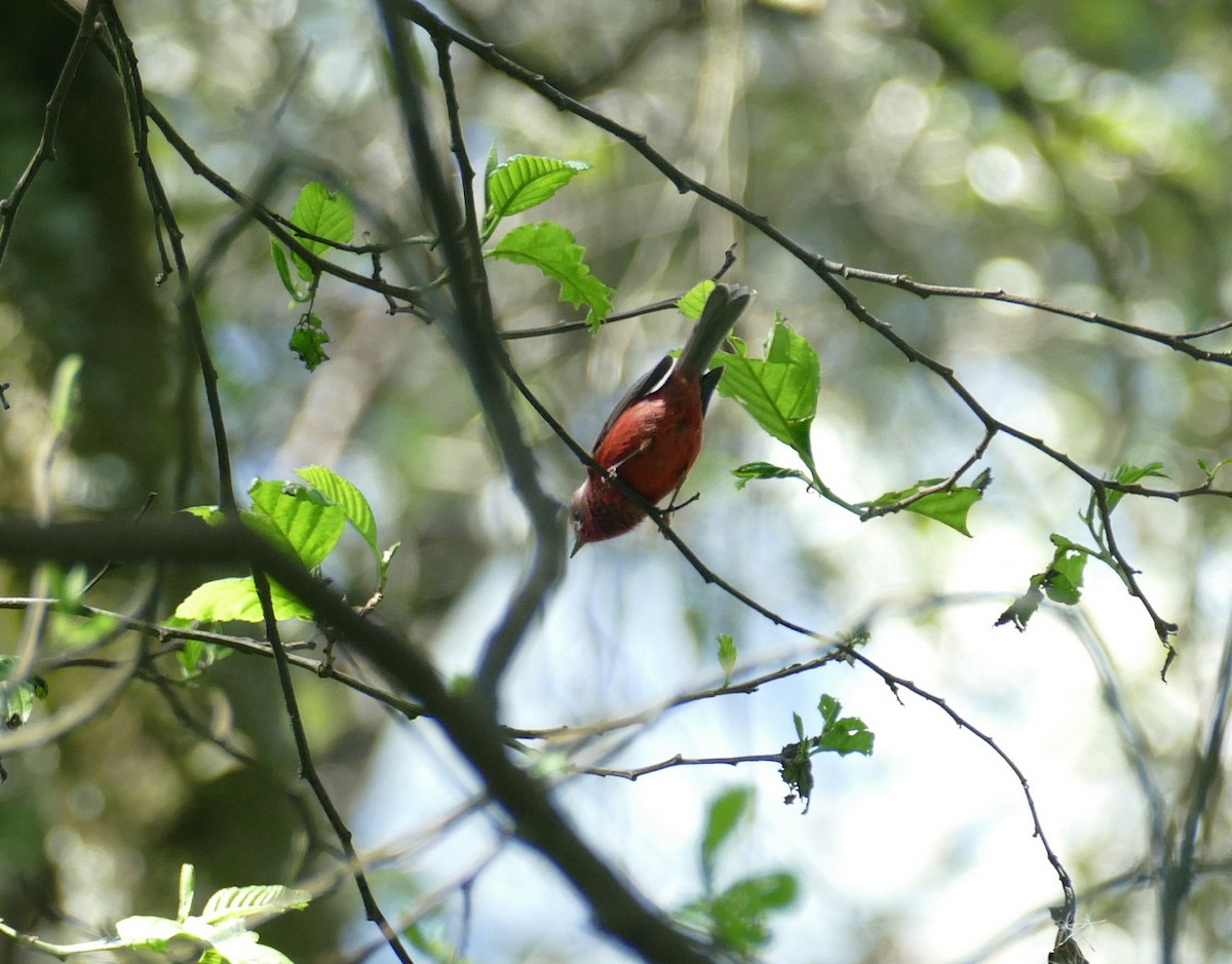 rosenparula - ML647187354