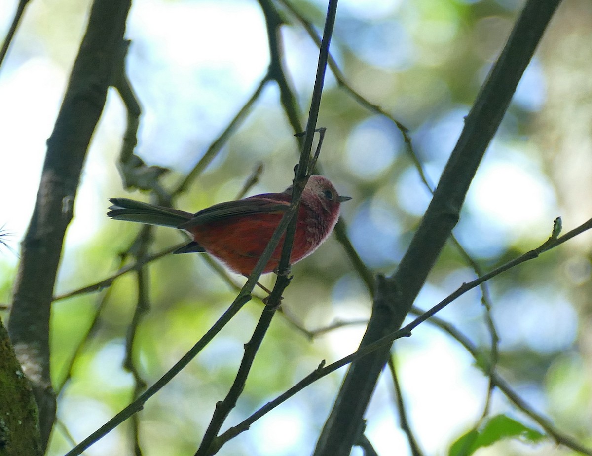 rosenparula - ML647187355