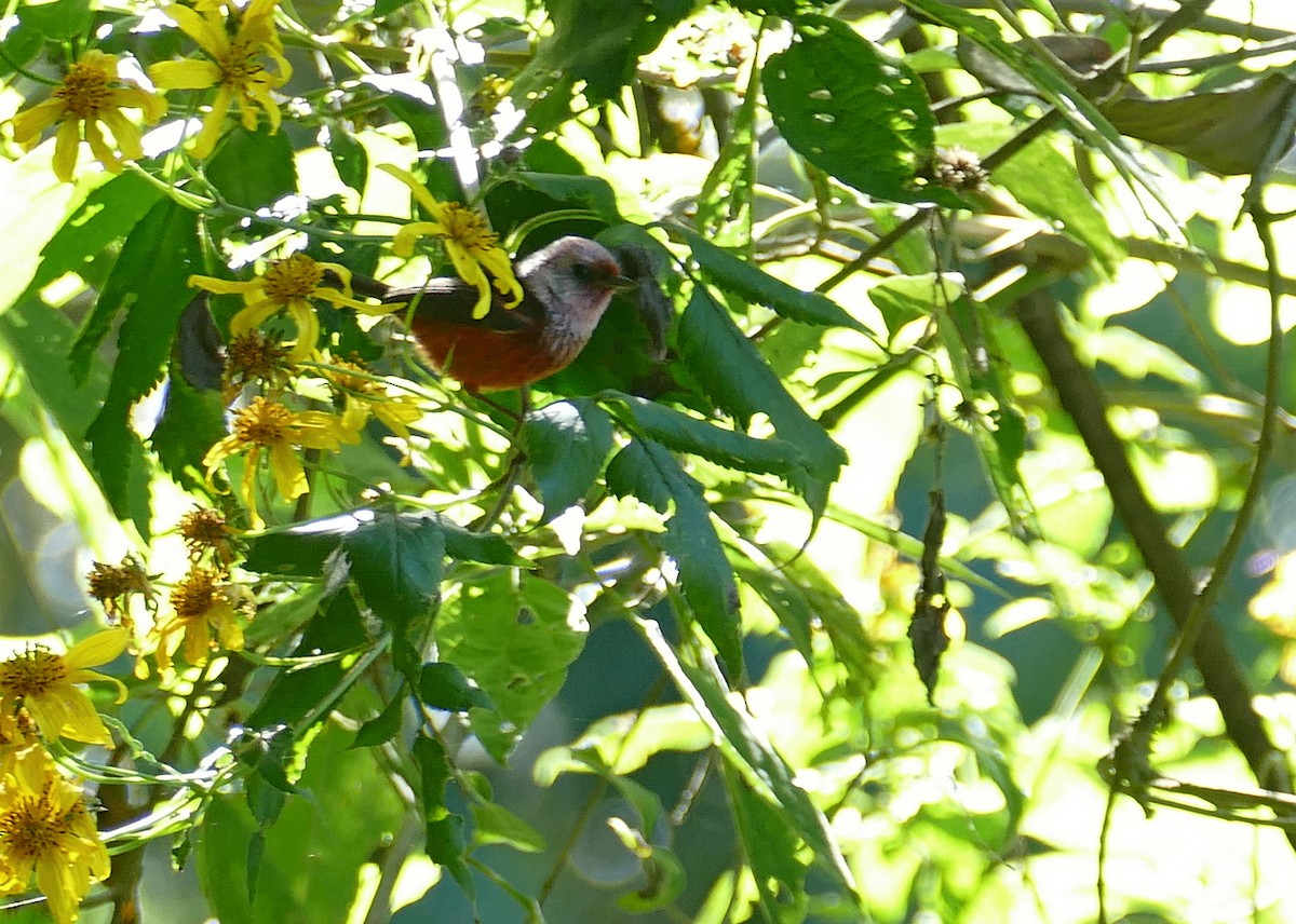 rosenparula - ML647187356