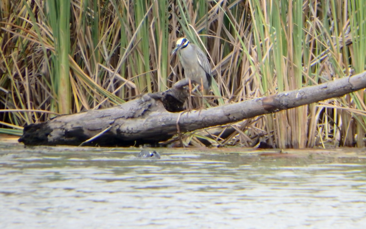 Yellow-crowned Night Heron - ML647187360