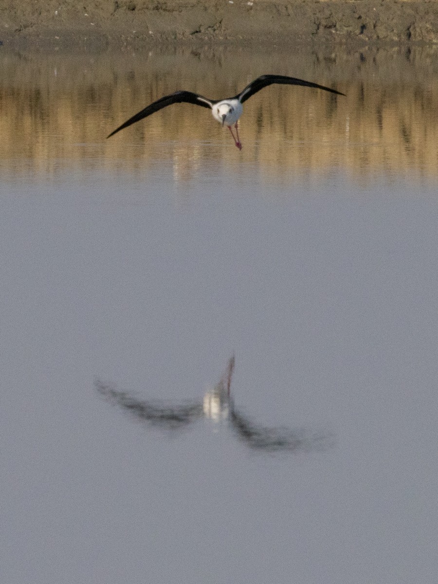 Black-winged Stilt - ML647187364
