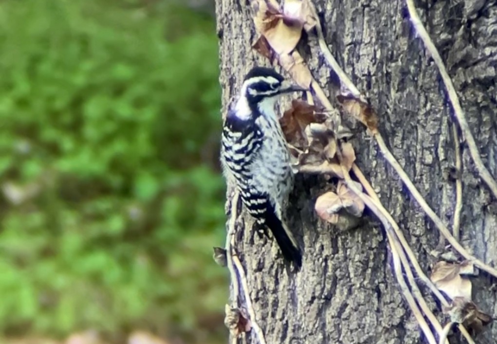 Nuttallspecht - ML647187373