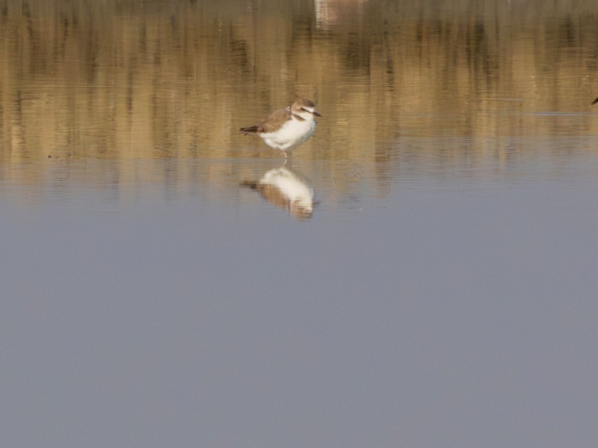 Kentish Plover (Kentish) - ML647187383