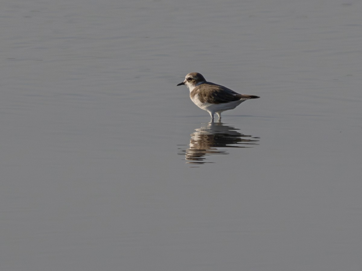 Kentish Plover (Kentish) - ML647187384