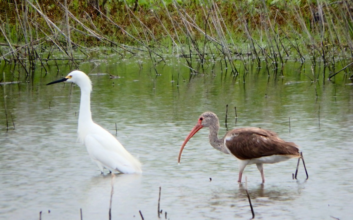 Snowy Egret - ML647187385