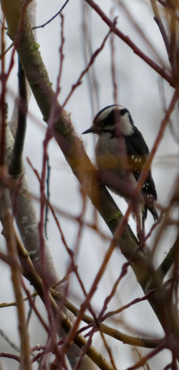 Pico Pubescente - ML647187386