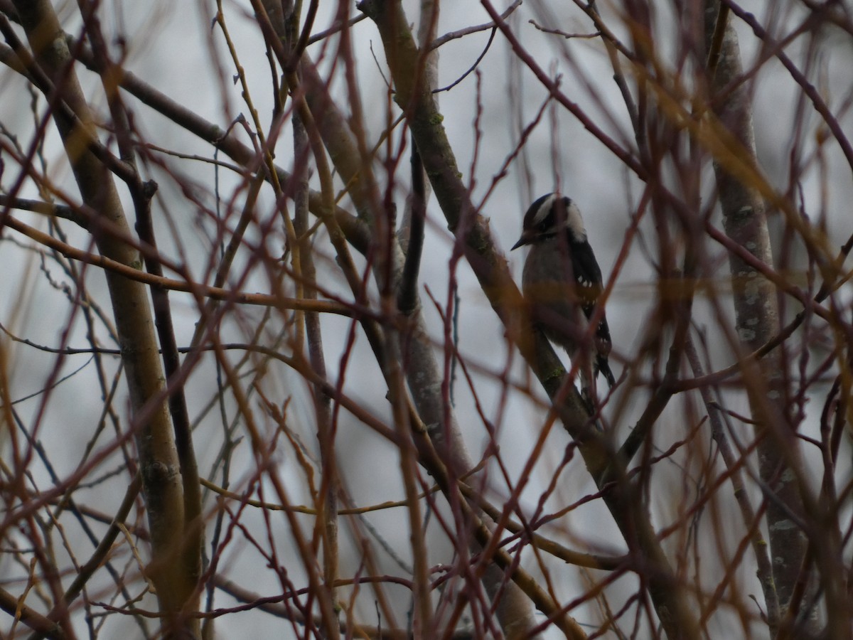 Pico Pubescente - ML647187388