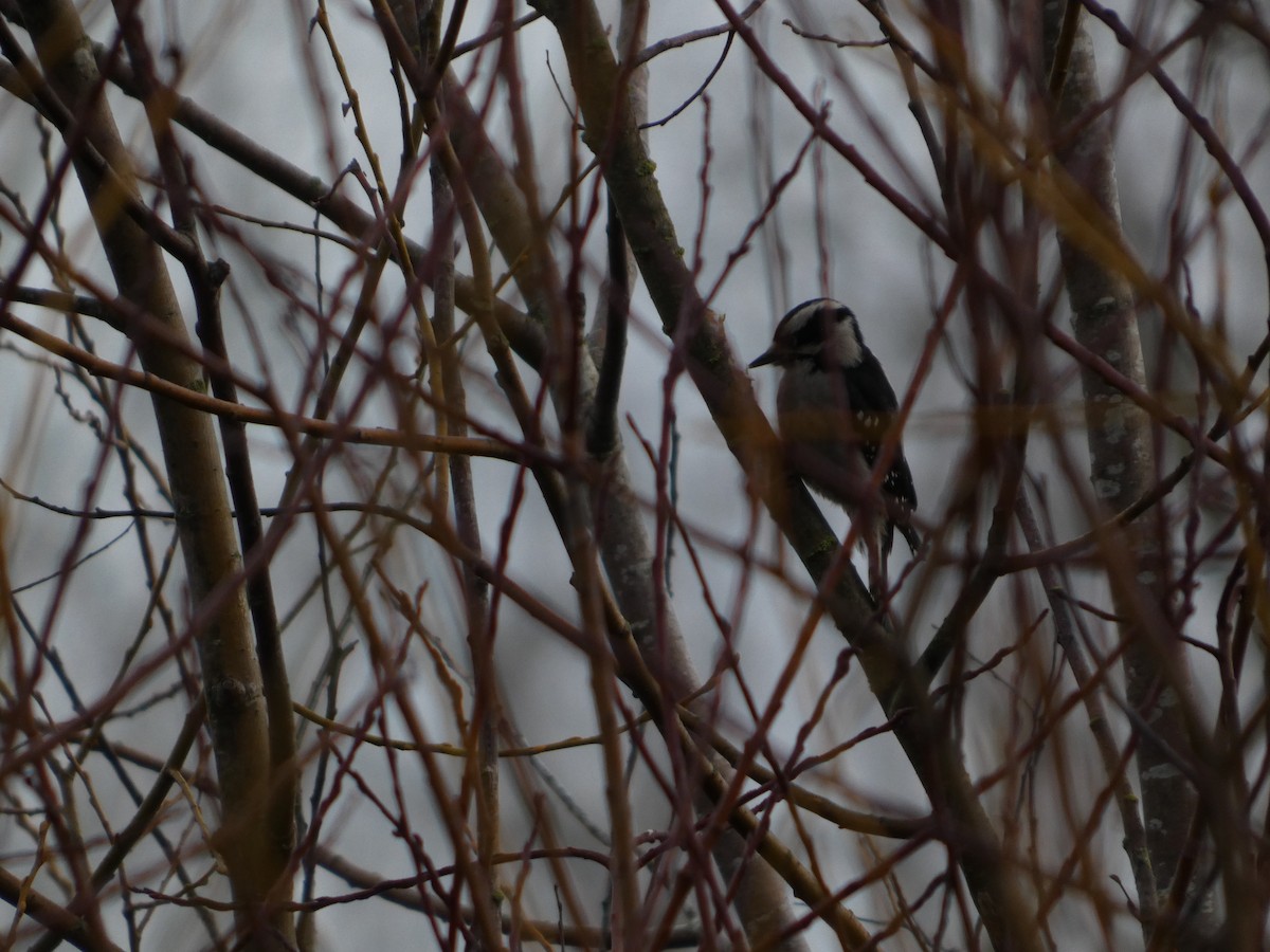 Pico Pubescente - ML647187389