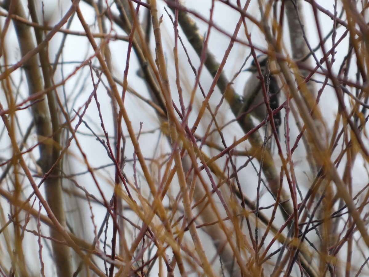 Pico Pubescente - ML647187390