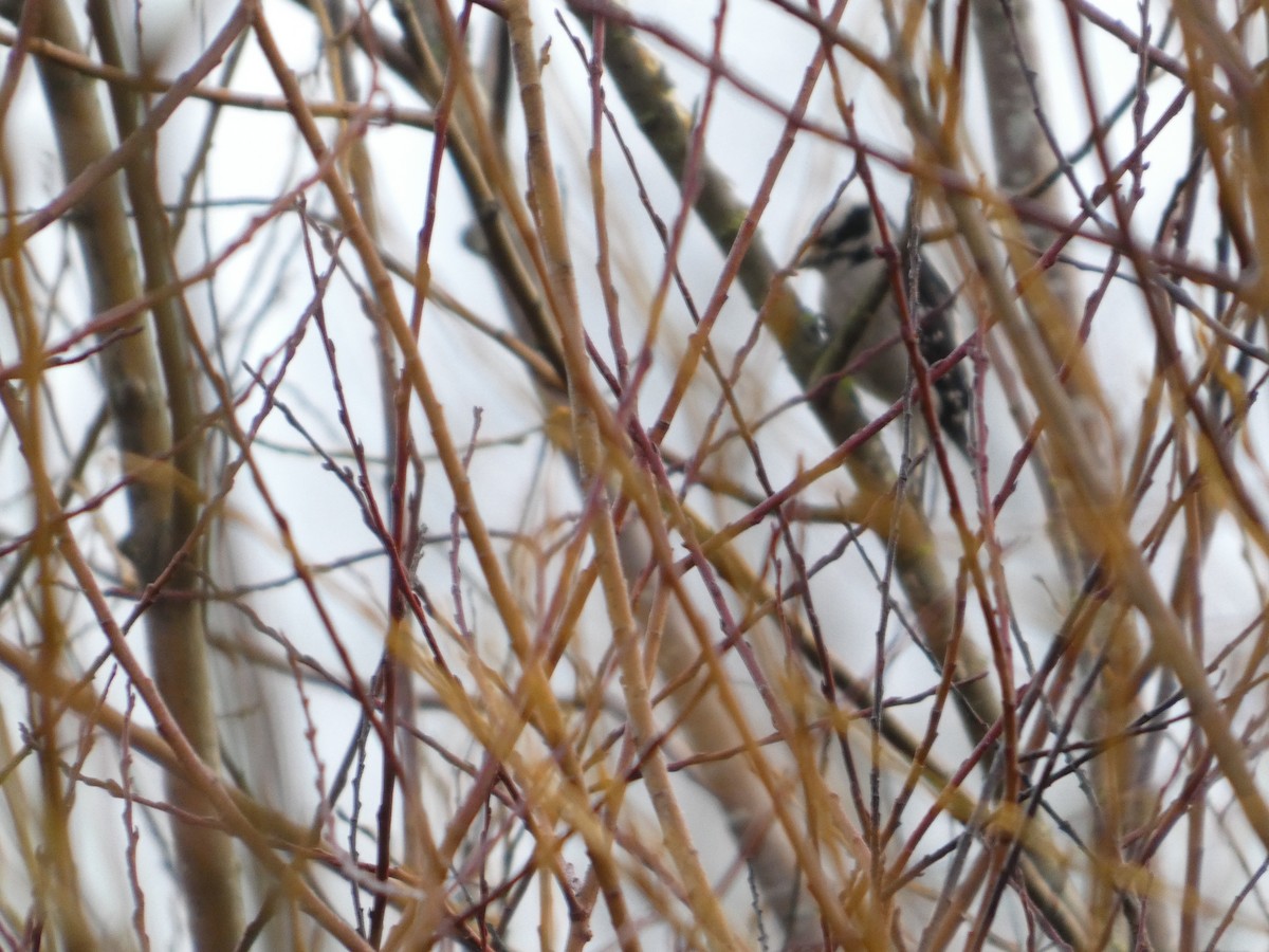 Pico Pubescente - ML647187391