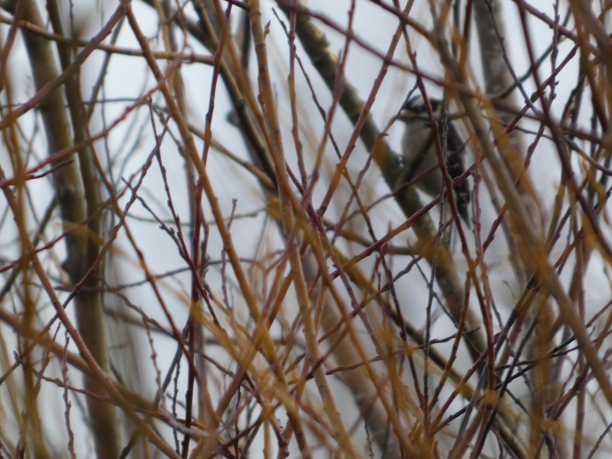 Pico Pubescente - ML647187392