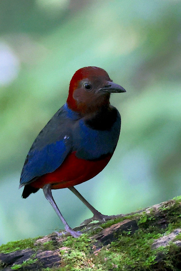 Sulawesi Pitta - ML647187398