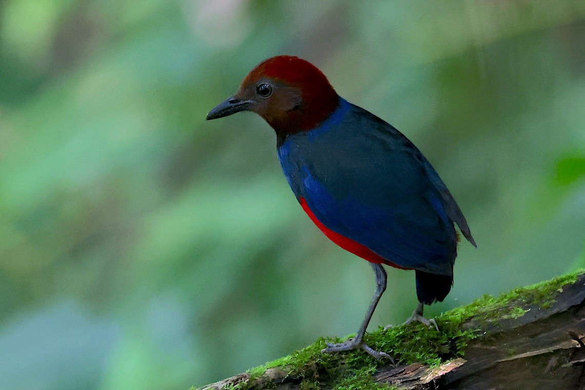 Sulawesi Pitta - ML647187399