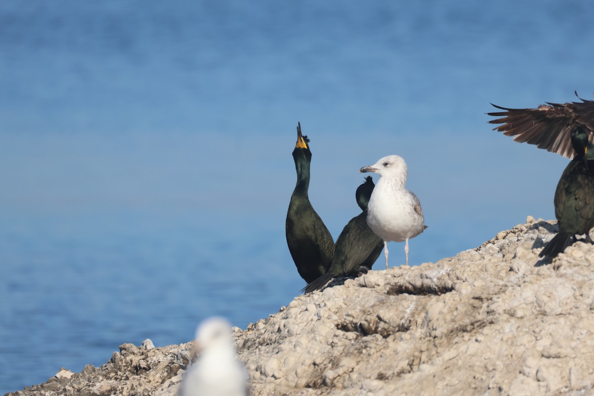 European Shag - ML647187400