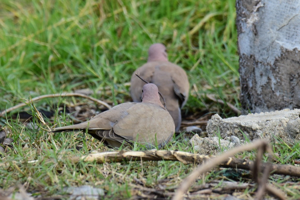 Laughing Dove - ML647187402