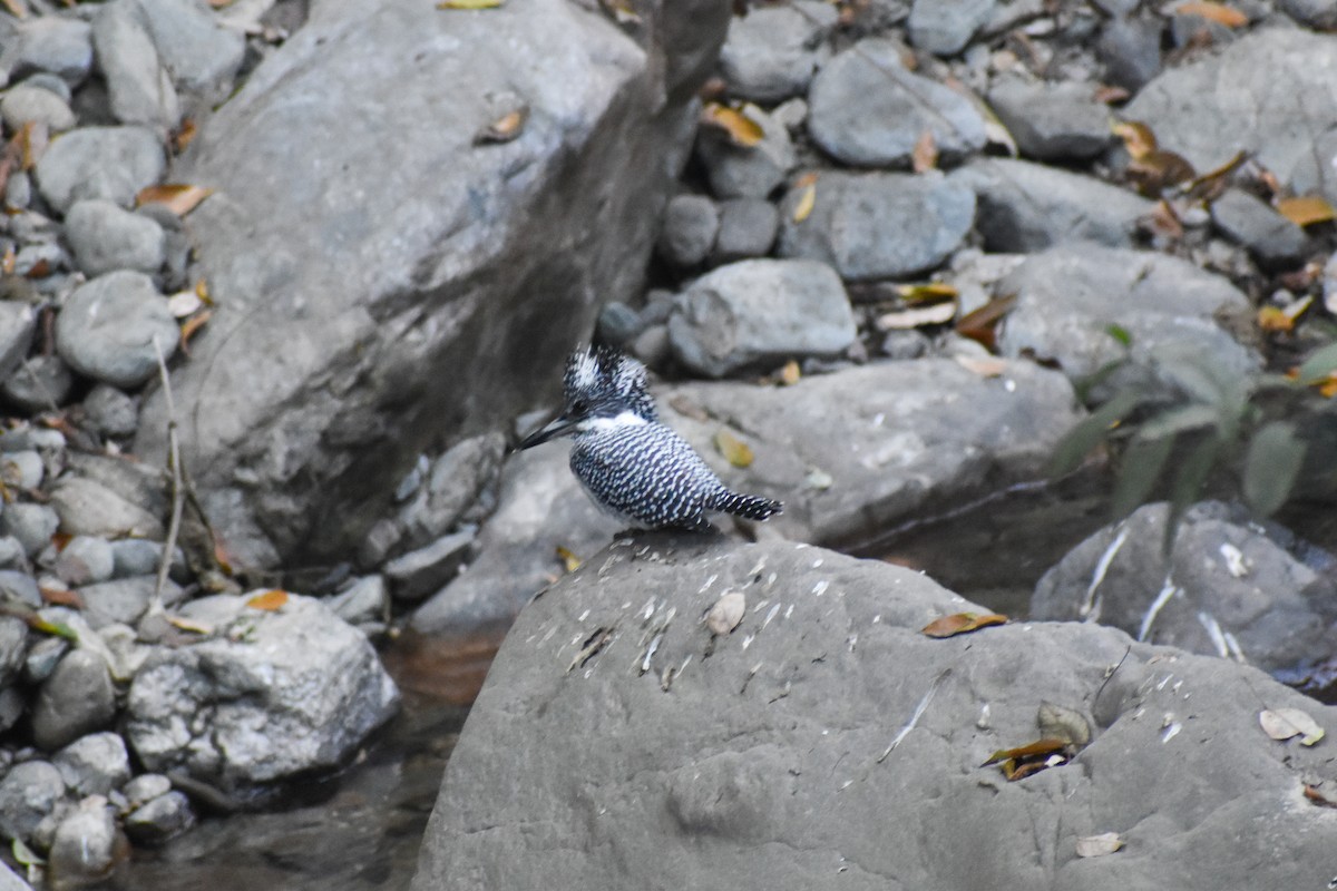 Crested Kingfisher - ML647187404