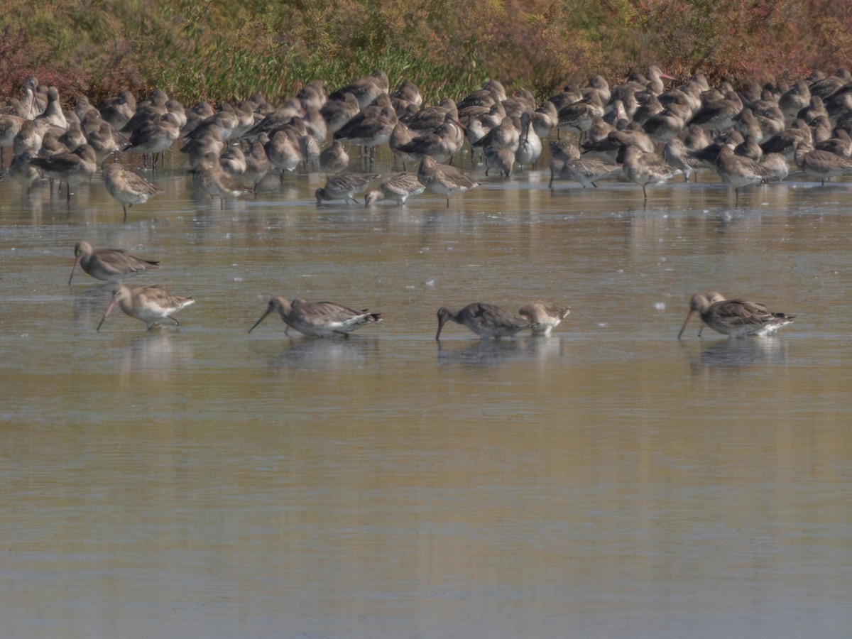 Black-tailed Godwit - ML647187406