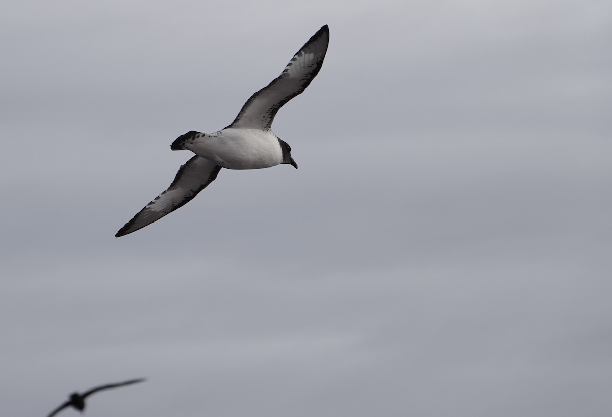 Pintado Petrel - ML647187410