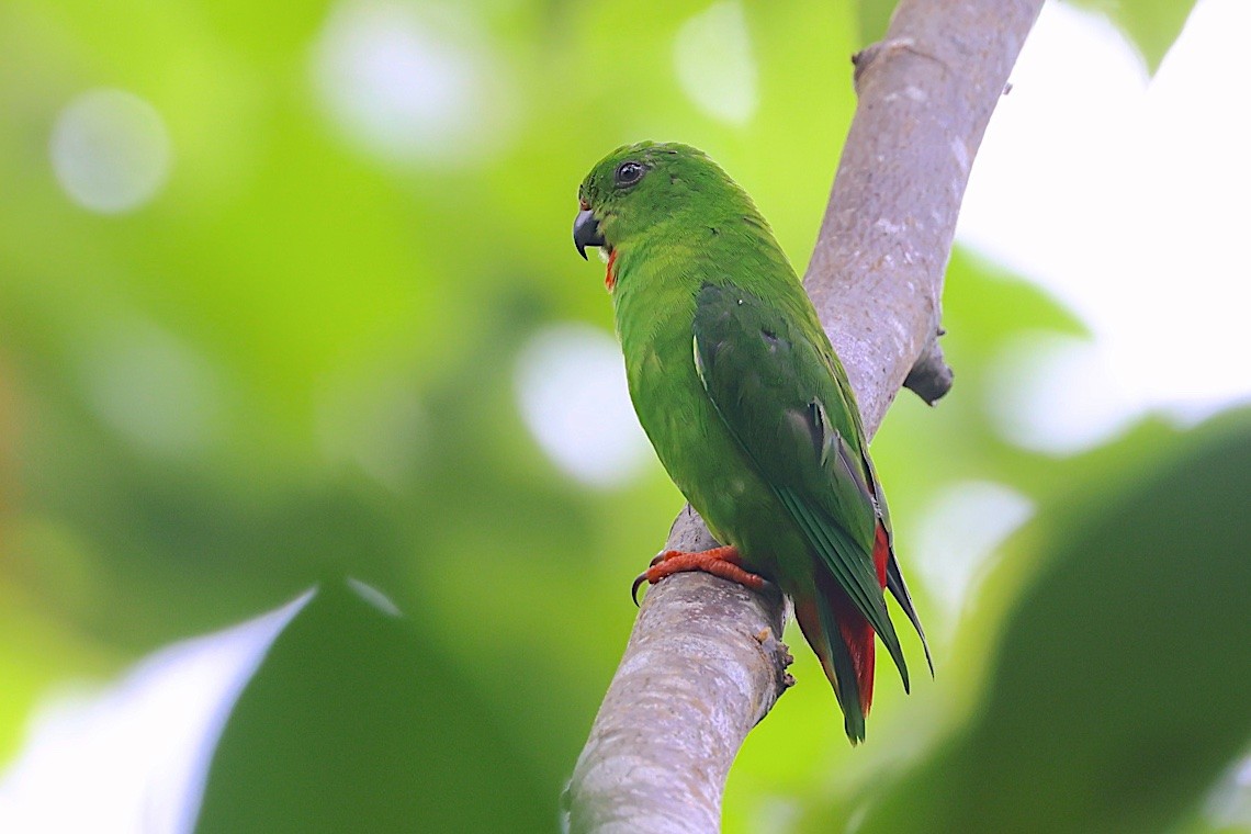 Sangihe Hanging-Parrot - ML647187411
