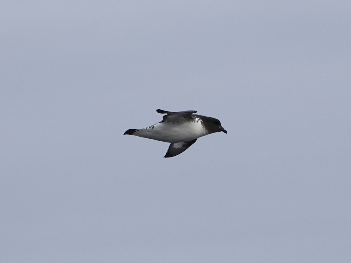 Pintado Petrel - ML647187412